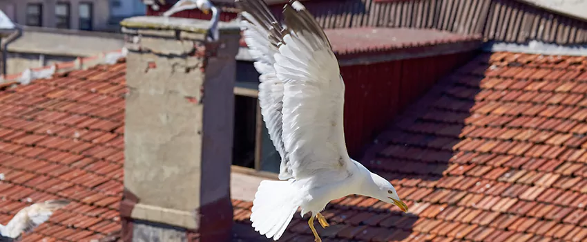 Residential Chimney Animal Removal Solution in Buffalo, MN