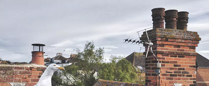 Chimney Cleaning And Restoration in Buffalo, Minnesota